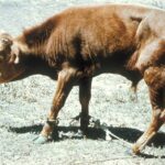 RinderPest (ماتا)