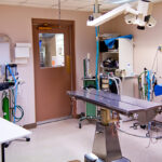 Veterinary Surgery
