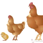The stages from chicks to chickens