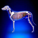 cow Anatomy
