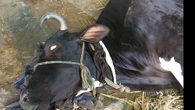 Hypomagnesemia (Tetany)