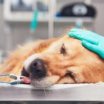 Anesthesia dog