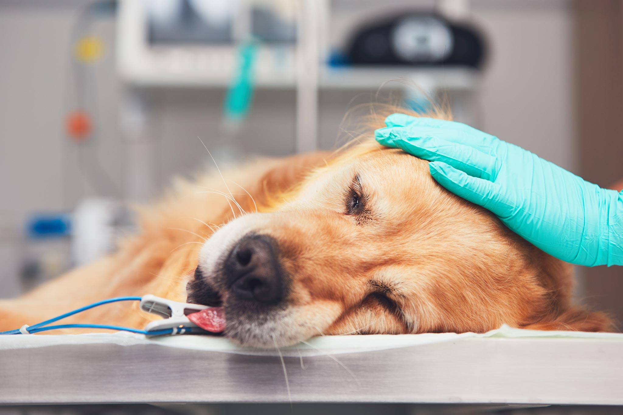 Anesthesia | Type of Anesthesia Anesthesia dog