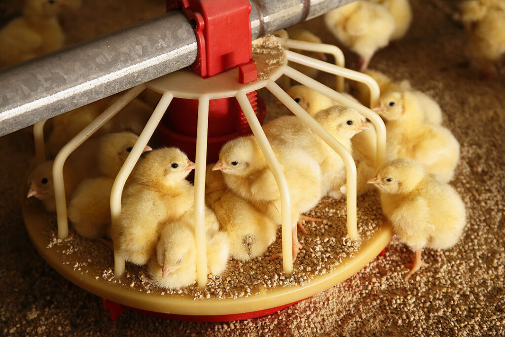 Types of Feed for Broiler Chicks