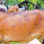 Lumpy-Skin-Disease