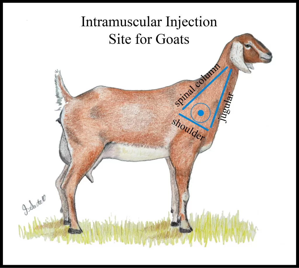 Goat-Injection-Chart
