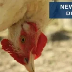 newcastle-disease