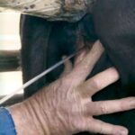 Artificial-insemination-(AI)