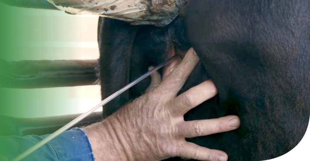 Artificial-insemination-(AI)