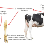 Hypocalcemia