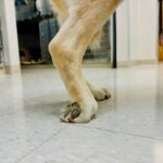 Knuckling in Calves
