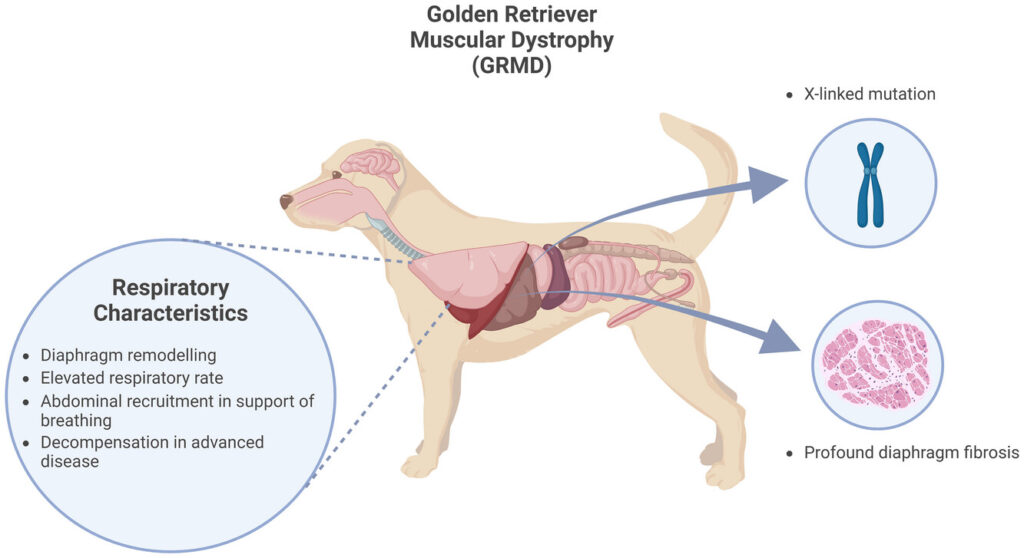 Muscular-Dystrophy