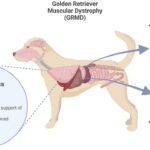 Muscular-Dystrophy