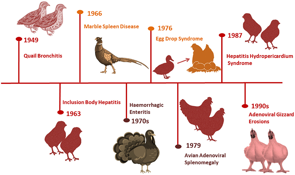hydropericardium-syndrome