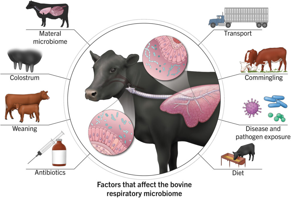 Bovine-Respiratory-Disease