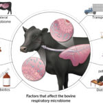 Bovine-Respiratory-Disease