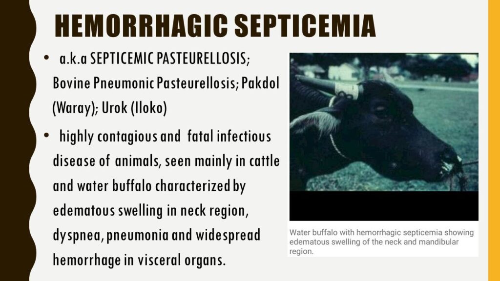 Hemorrhagic-Septicemia