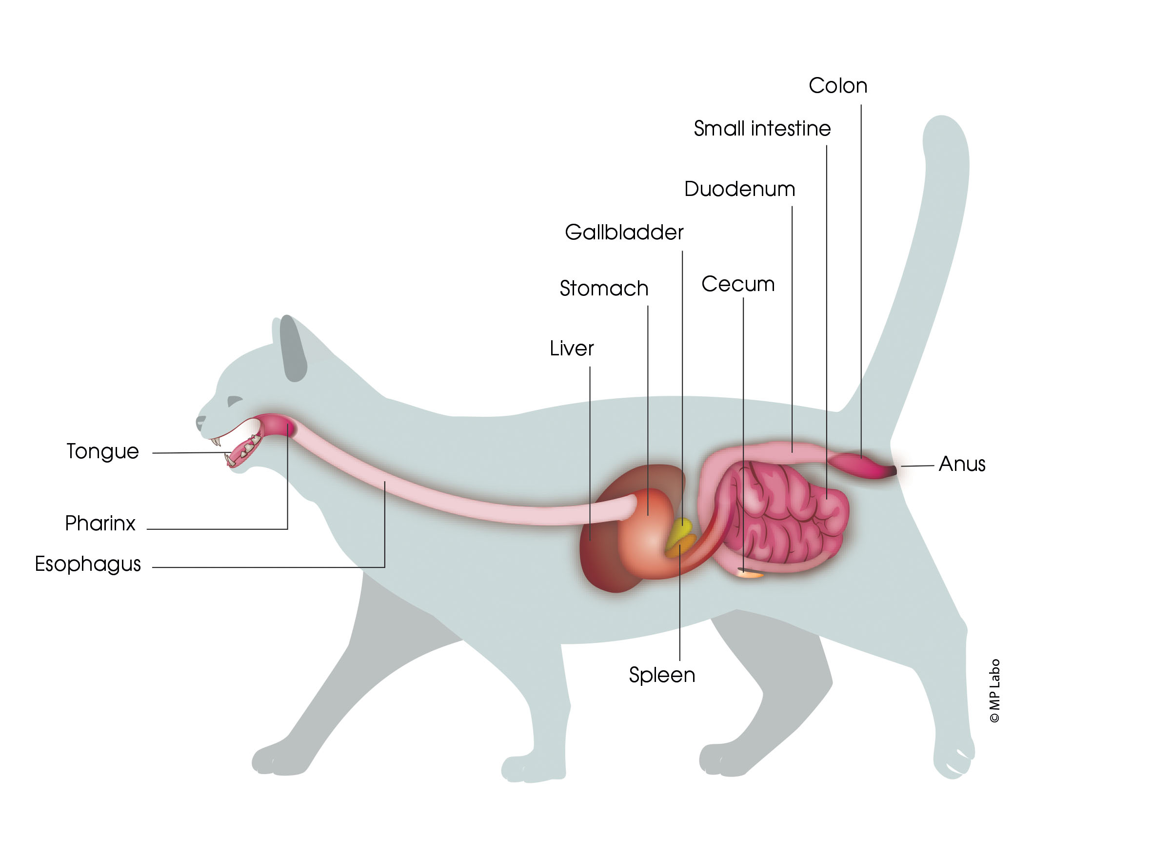 Digestive System of the Cat digestive-system-of-the-cat