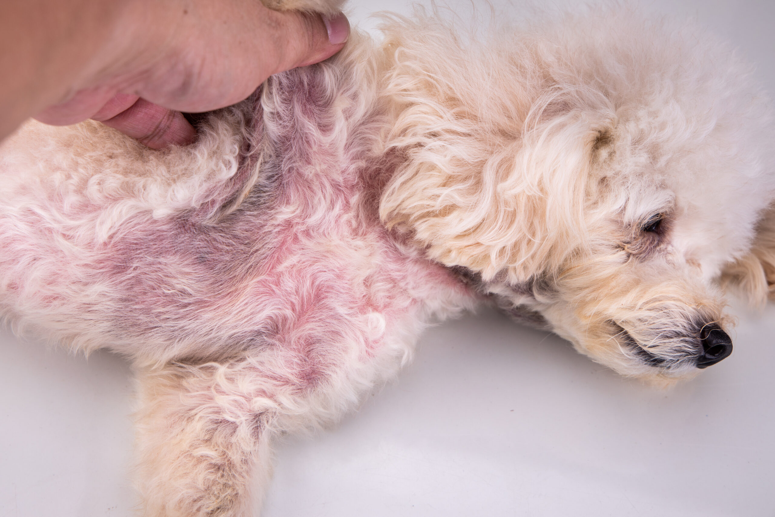 Mycoplasma Skin Rash What You Need to Know