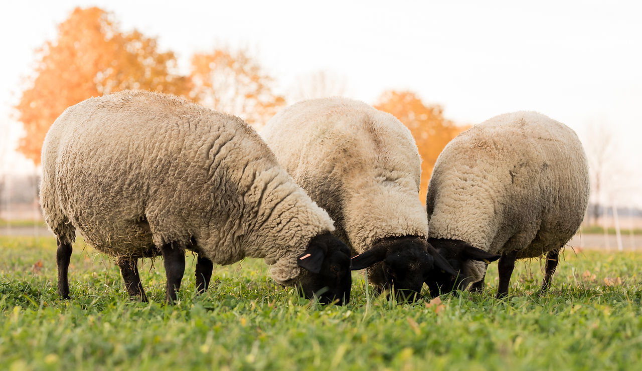 Sheep Meat Near Me Guide to Sourcing Quality Lamb