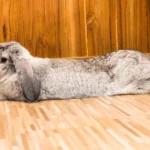 Flemish Giant Rabbit for Sale