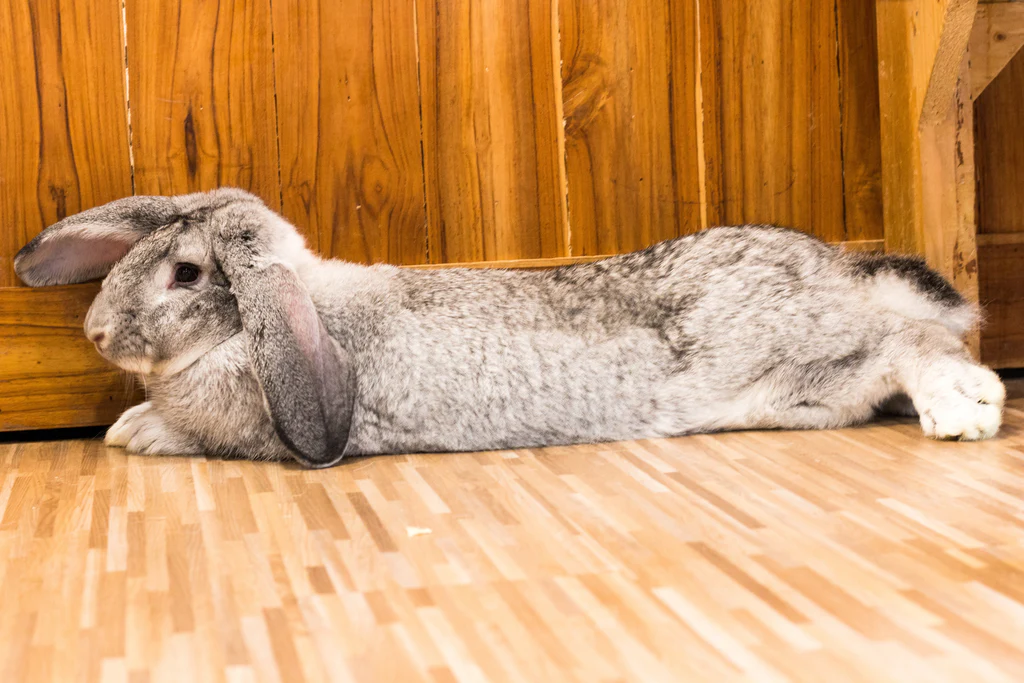 Flemish Giant Rabbit for Sale You Need to Know Before Buying Flemish Giant Rabbit for Sale