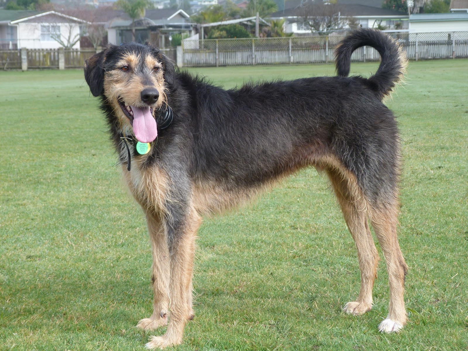 New Zealand Sheep Dog Breeds Guardians of the Hills