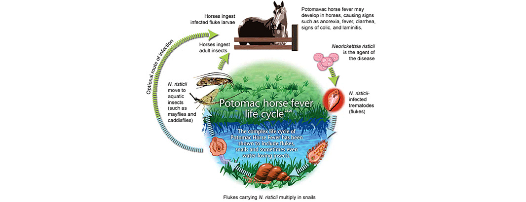 Potomac Horse Fever Symptoms, Causes, and Prevention potomac-horse-fever