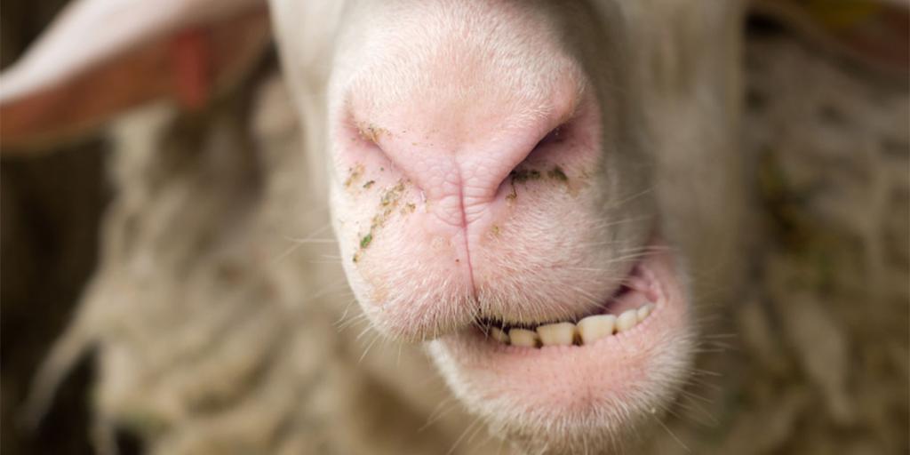 Castrate-Sheep-with-Teeth