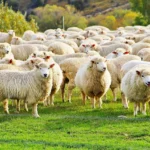 Sheep-Farming
