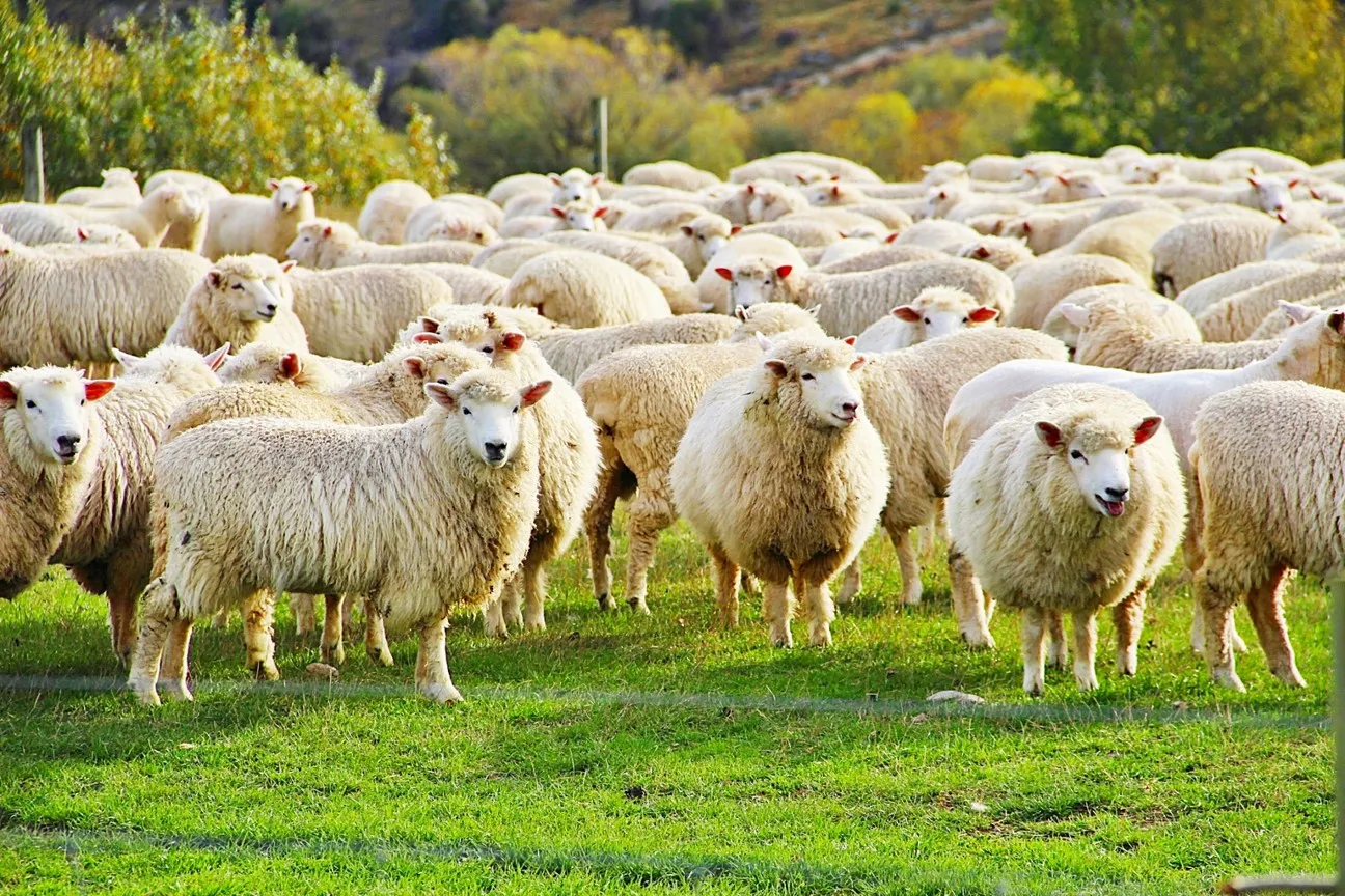 Sheep Farming in the Age of Sustainability Sheep-Farming