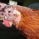 antibiotics-for-fowl-pox