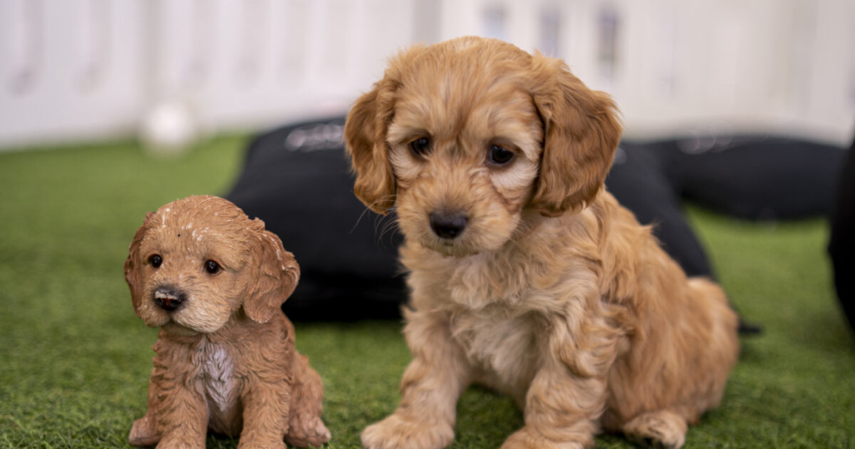 Cockapoo Puppy to Dog A Journey of Love, Energy, and Curls