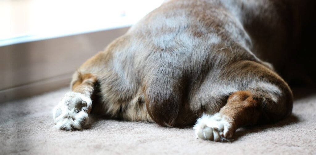 dogs-vegina