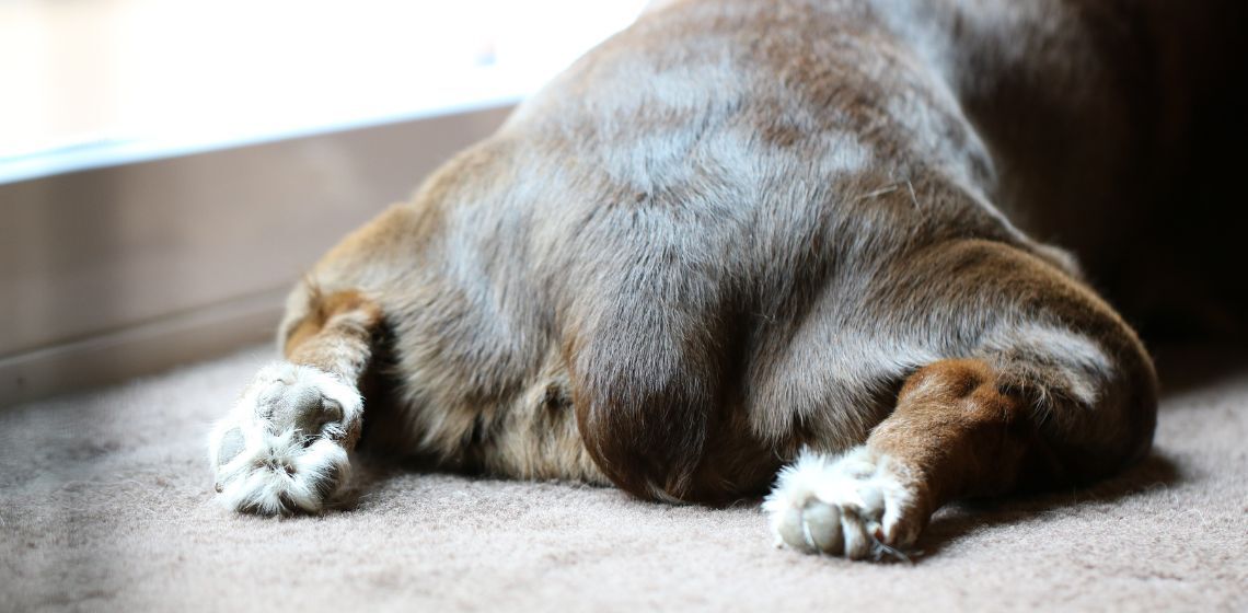 Dogs Vegina Health Guide