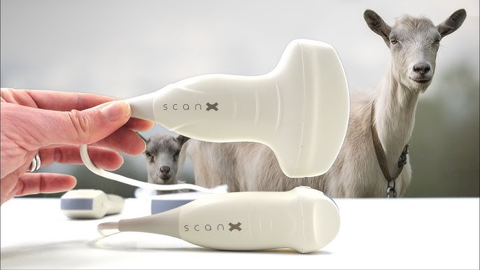 Pregnancy Check Goats A Guide for Goat Owners Pregnancy-Check-Goats