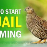Quail-Farming