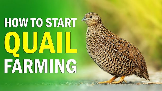 Quail Farming is a Profitable and Manageable Venture for Beginners Quail-Farming