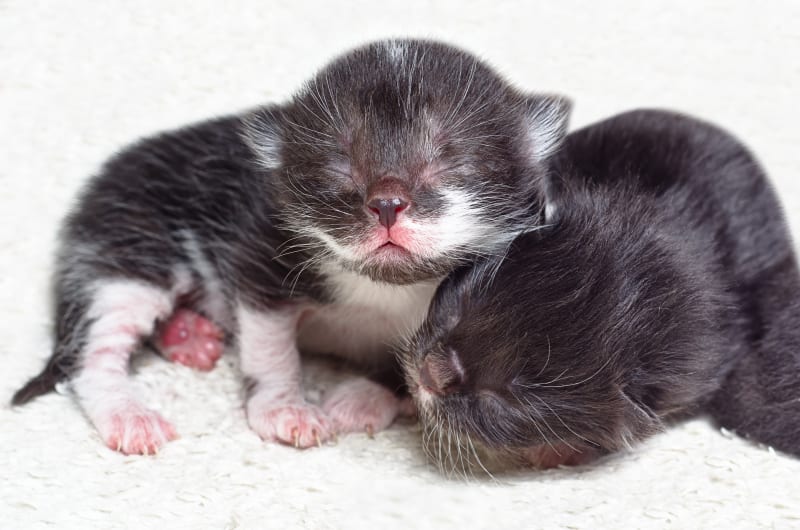 When Do Kittens Open Their Eyes Fascinating Look at Feline Development