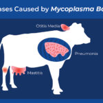 Mycoplasma-bovis