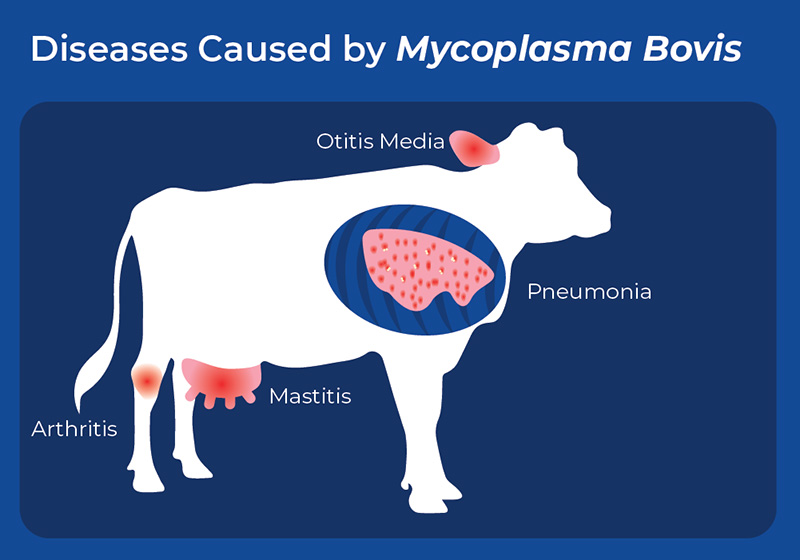 Mycoplasma-bovis