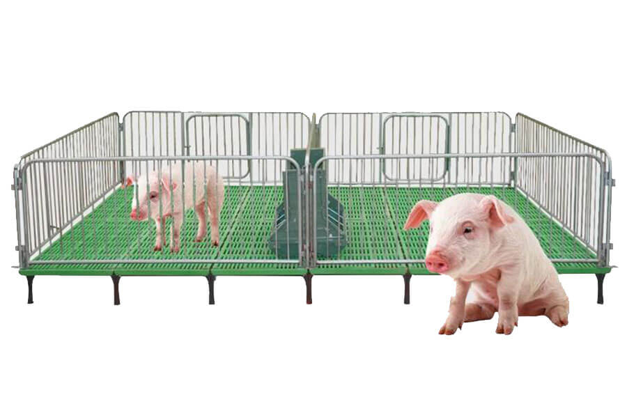 Piggery Breeding: Building a Strong Foundation for Successful Pig Farming piggery-breeding