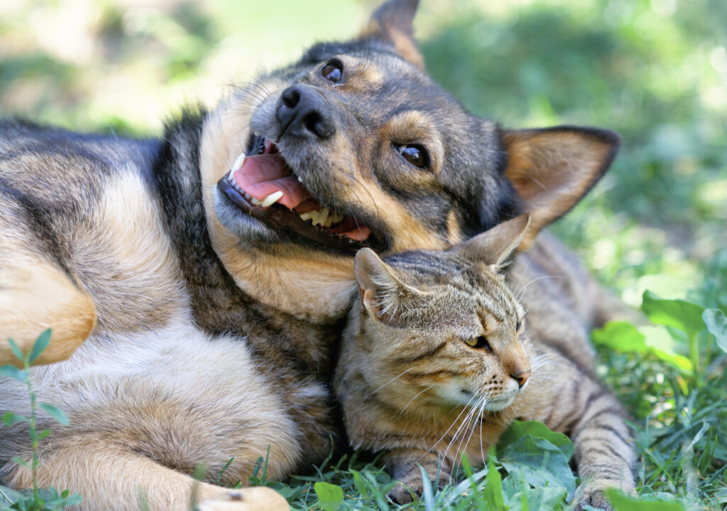 Ofloxacin-for-Cats