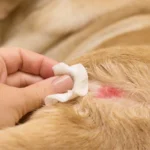 How-to-Clean-a-Dog-Wound