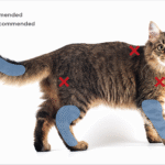 Feline-Panleukopenia