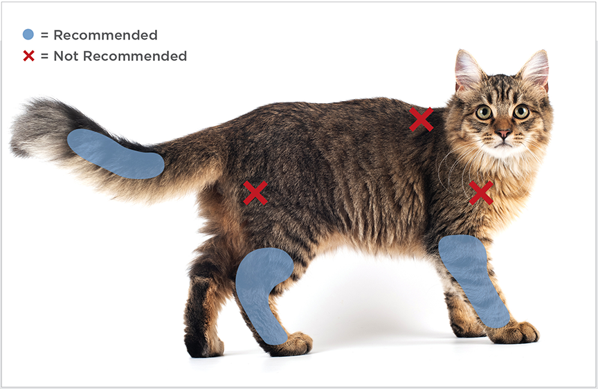 Feline Panleukopenia What Every Cat Owner Needs to Know