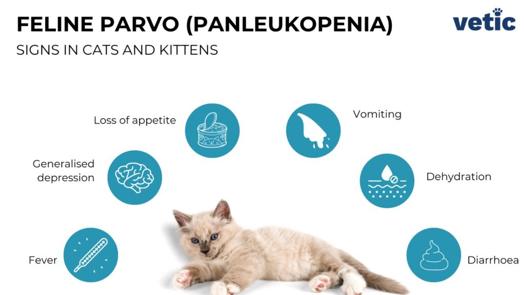 Parvo-in-Cats