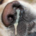 Dog-Nose-Dripping