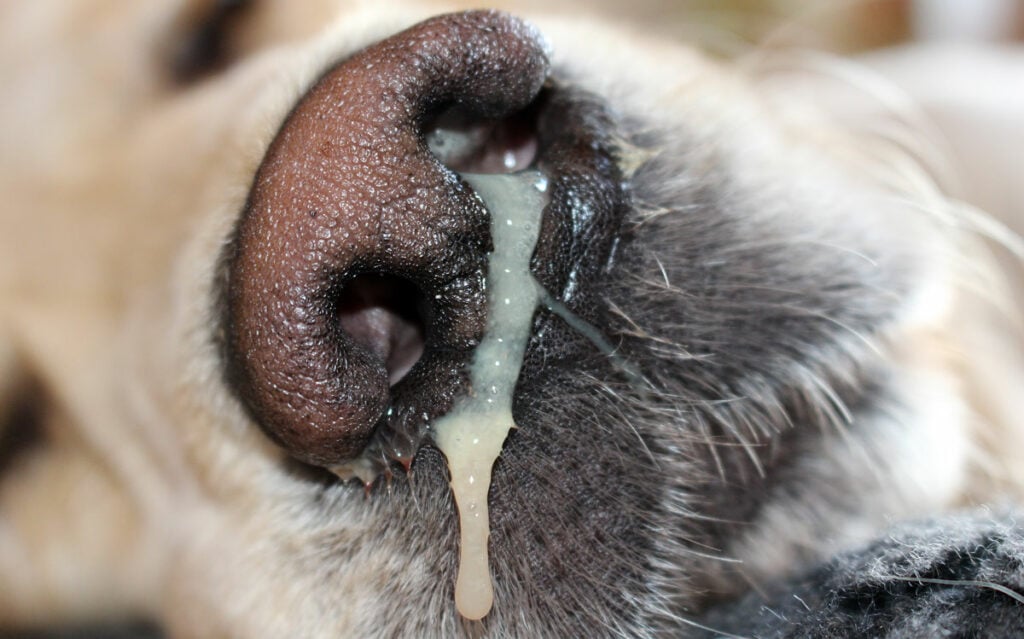 Why Is My Dog Nose Dripping? The Causes and When to Worry