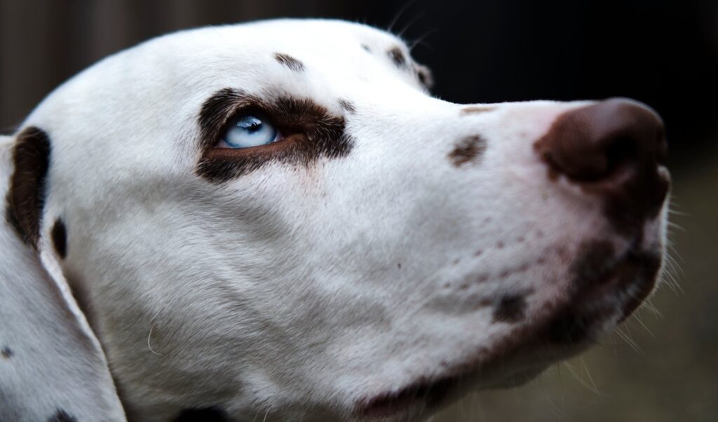 clostridium-in-dogs
